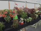 Begonia species display 2016