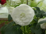 white flower