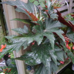 Begonia 'Sylvia'