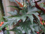 Begonia 'Sylvia'