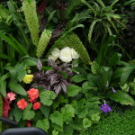 Feb 2016, begonias on display, AucklandNZ.