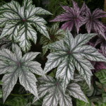 Vibrant begonia species leaves