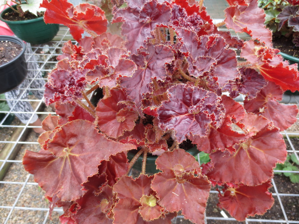 Begonia Species/ foliage begonias