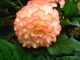 white/pink flower
