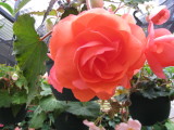 Begonia 'Coral Charm', by GMilne, scent