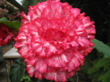 Begonia 'Flamenco'