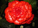 Begonia 'Mathew Willsmore'