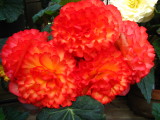 Begonia 'Party Dress'