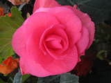 Begonia 'Rose Marie'