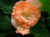 Begonia 'Salmon Delight' by GMilne.