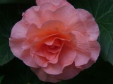 sofe pink flower